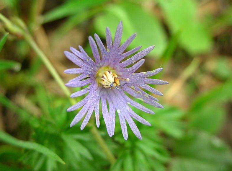 Soldanella alpina / Soldanella comune